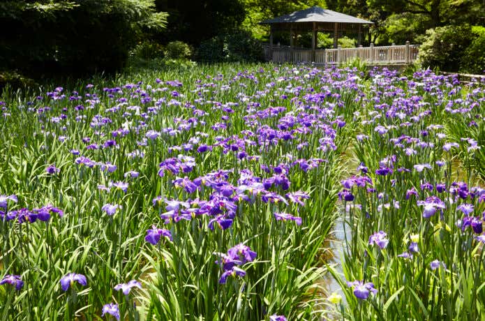 生田緑地しょうぶ園