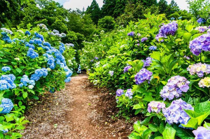 南沢あじさい山の散策路