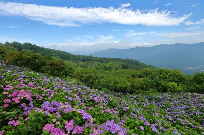 蓑山の斜面を彩るあじさい