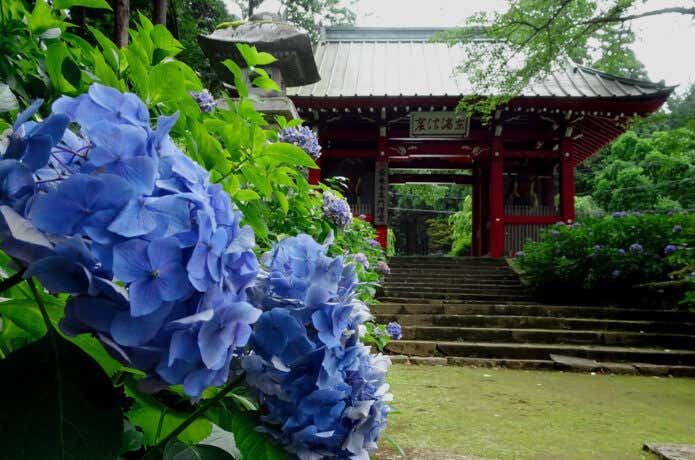 大雄山最乗寺のあじさい