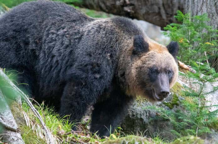 巨大な体格のヒグマ