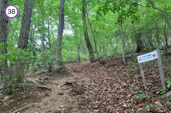 広葉樹林に変わる