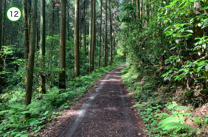 沢沿いの登山道