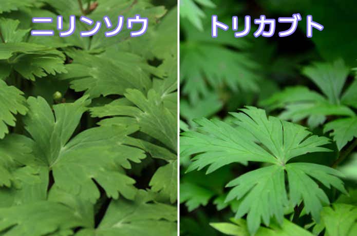 ニリンソウとトリカブトの葉 比較