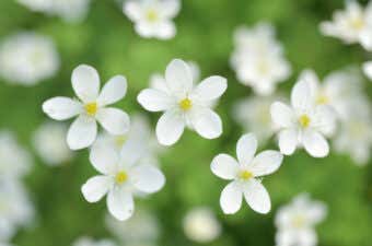 春の訪れを感じさせる花、"ニリンソウ"。白く美しい花を愛でられる山10座