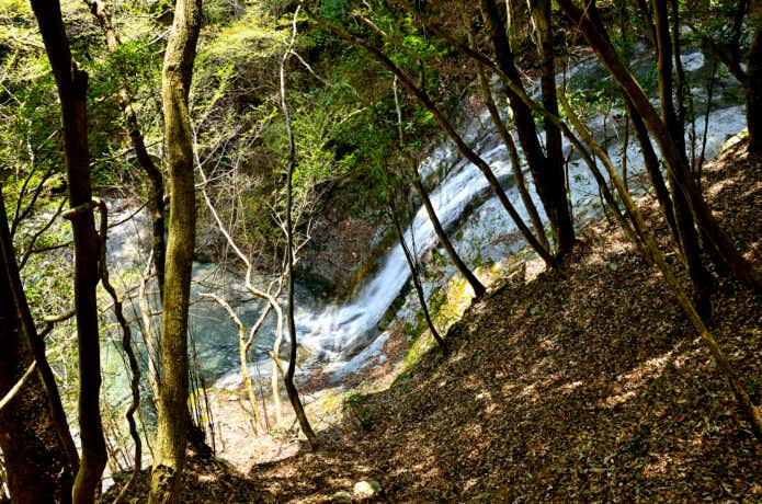 木々の中を流れ落ちる滝