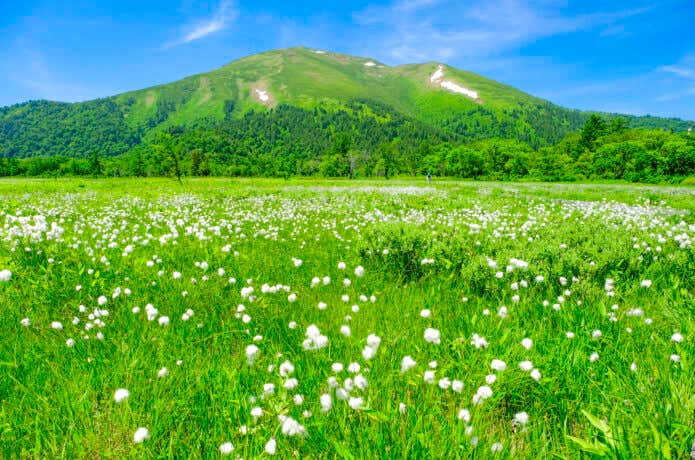 尾瀬ヶ原 ワタスゲの花畑