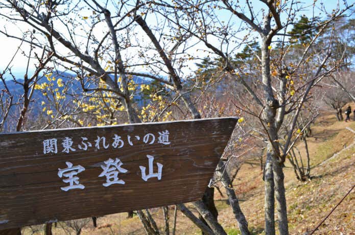宝登山 ロウバイ