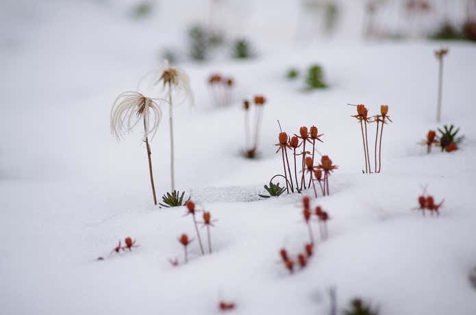 初冠雪に覆われた旭岳のチングルマ紅葉