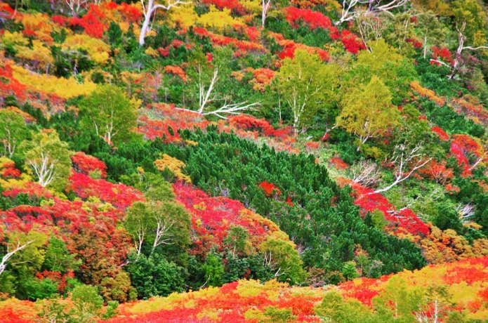 北海道・大雪山 銀泉台の紅葉