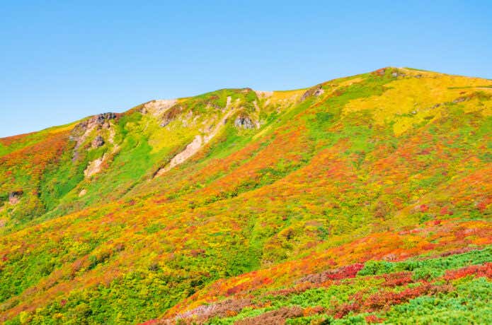 紅葉に染まる栗駒山