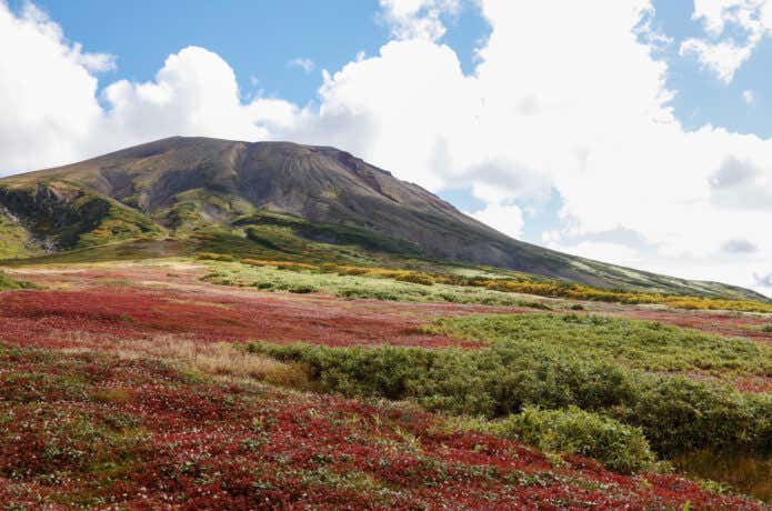 旭岳と裾合平のチングルマの草紅葉
