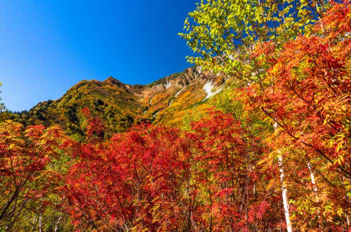 タンボ平の紅葉