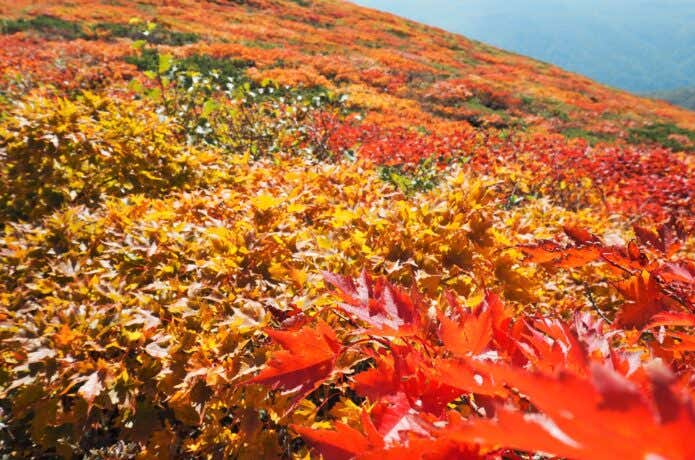 三ツ石山の紅葉