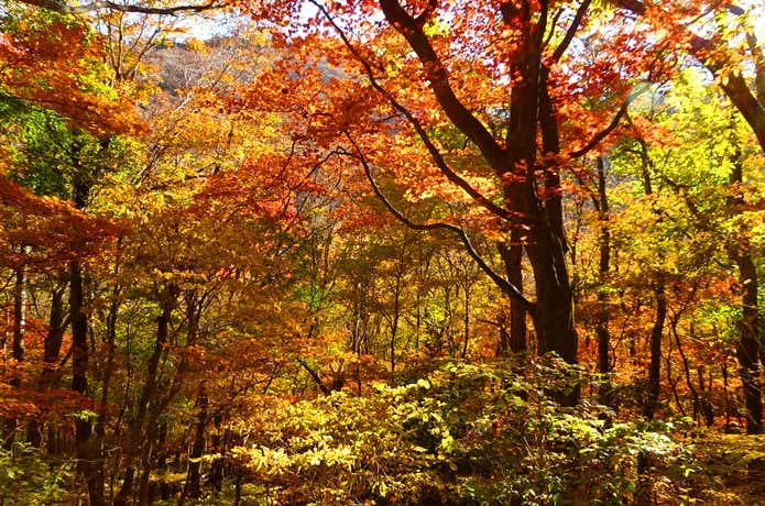 くじゅうの森の紅葉