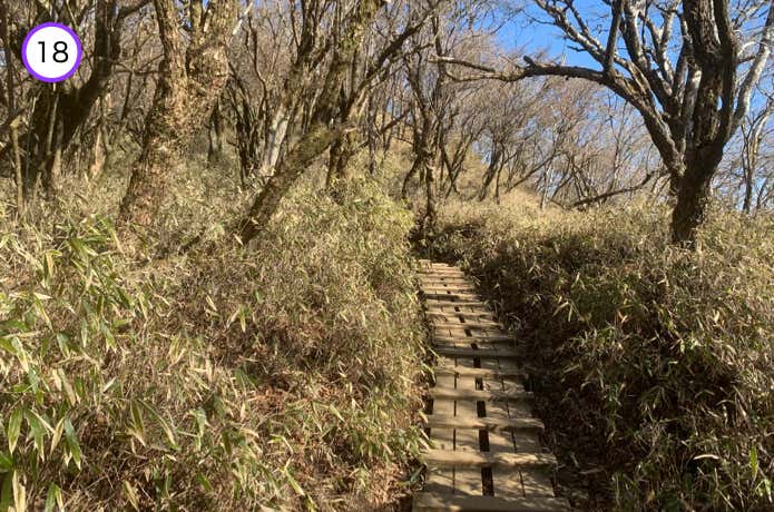 笹原の中の木道