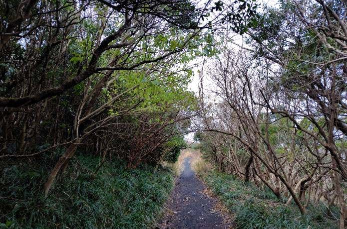 三原山　月と砂漠ライン駐車場登山口