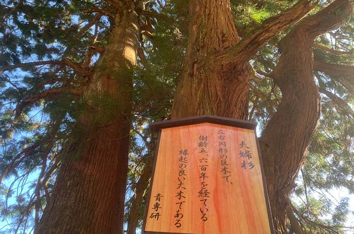 大山の夫婦杉