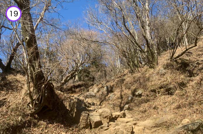 灌木帯の登山道
