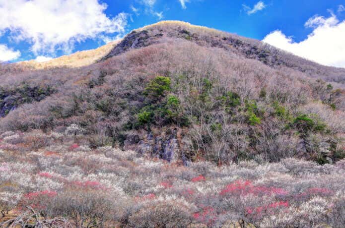湯河原梅林と幕山