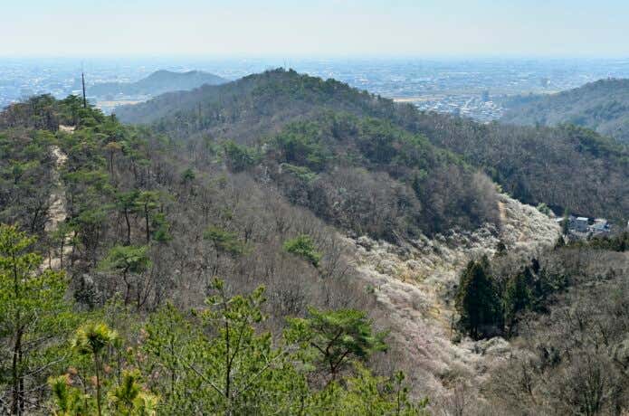 西渓園の梅林 
