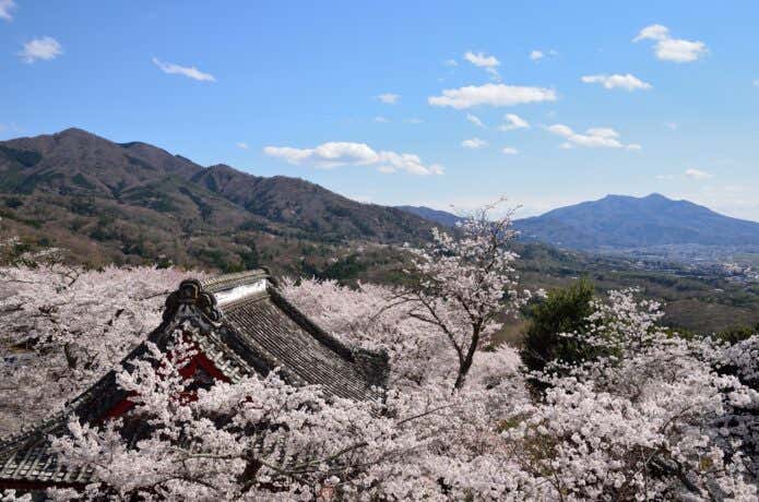 雨引観音の桜と筑波山