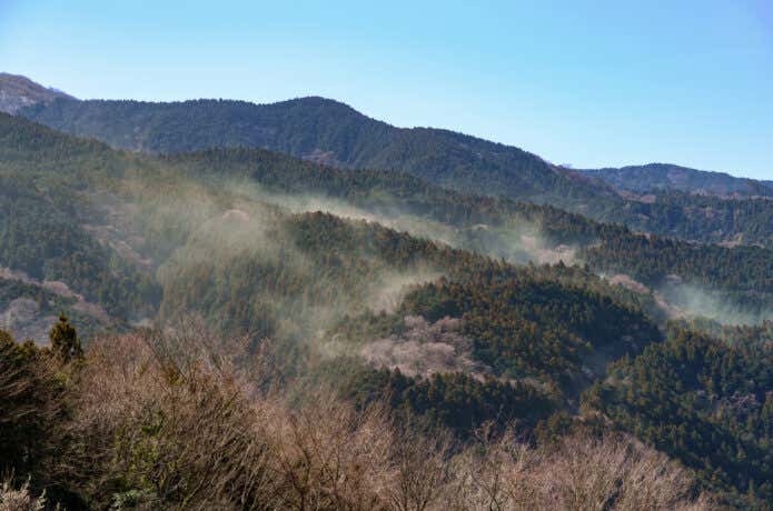 大量の花粉が飛散している山