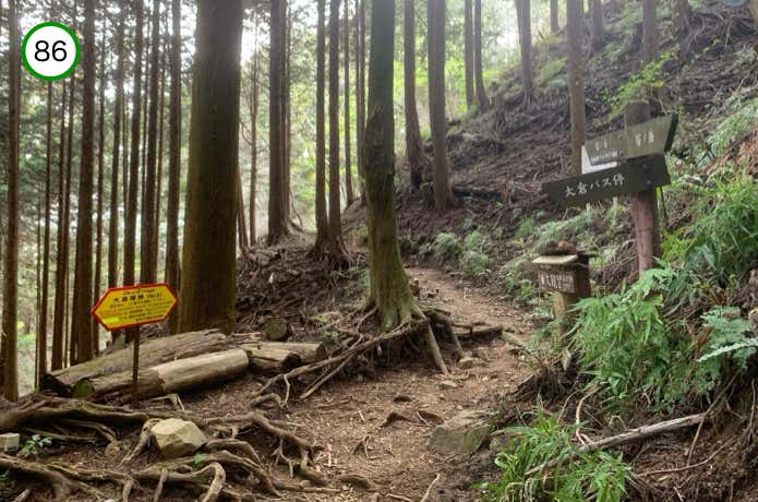 登山道が合流