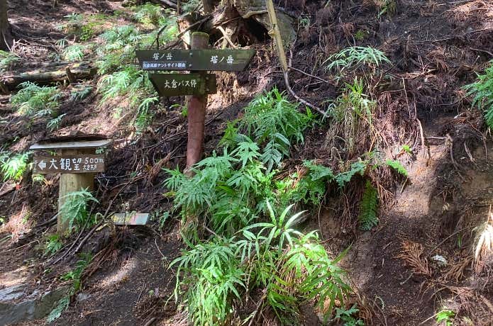 大観望との分岐