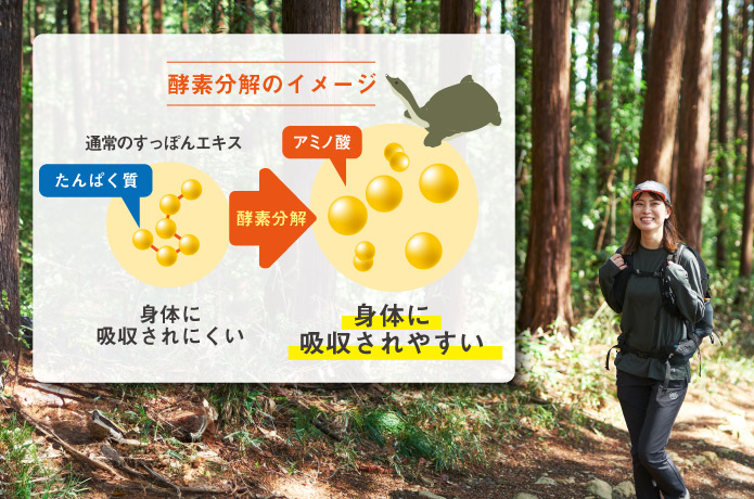 酵素分解のイメージを解説した図