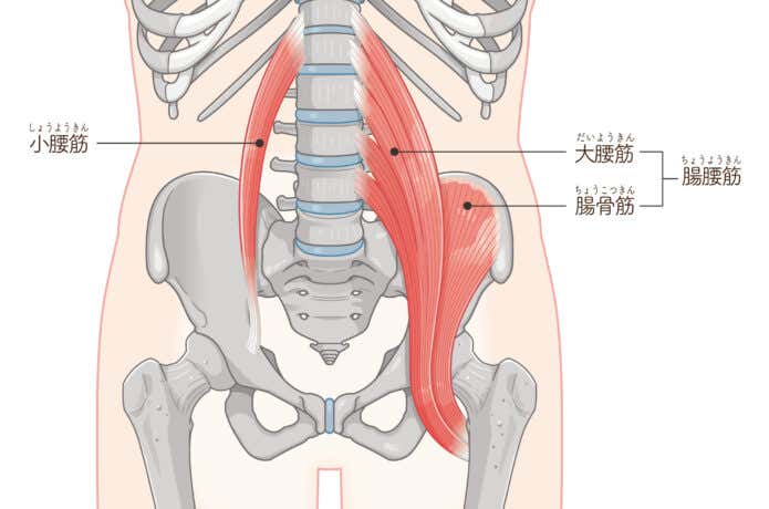 腰を構成する筋肉