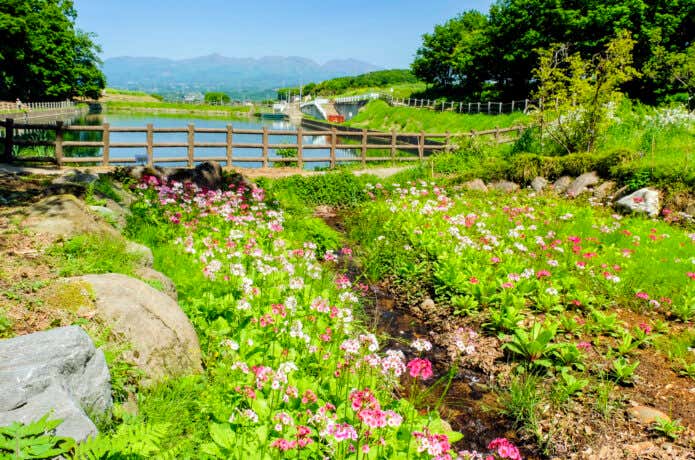 鹿田山クリンソウ群生地