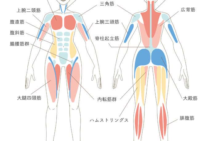 上半身・下半身の様々な筋肉の硬さが腰痛の原因となることも