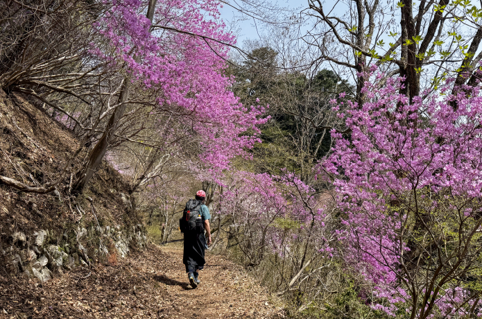 御岳山の登山道に咲くミツバツツジ
