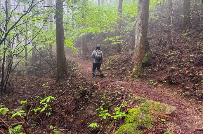 樹林帯の中の登山道