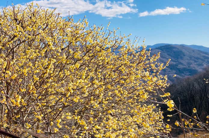 早春には山頂は蝋梅の花でいっぱいになる