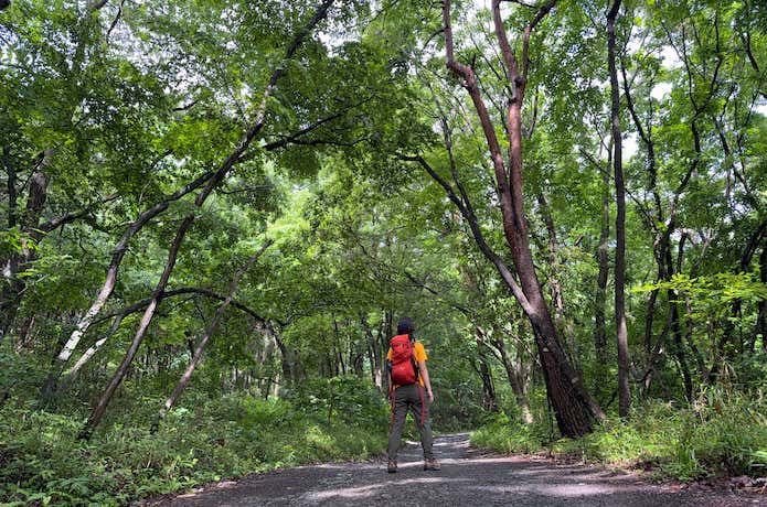 登山道は広く、整備されているので登山靴でなくても歩きやすい
