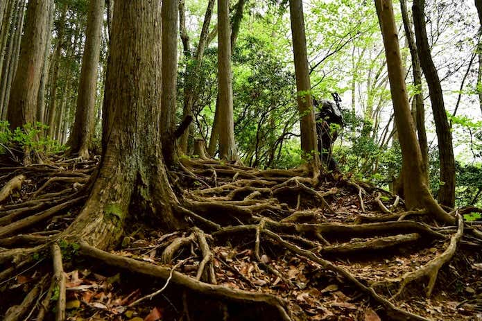 登山道、木の根