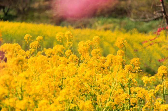 大楠平の菜の花