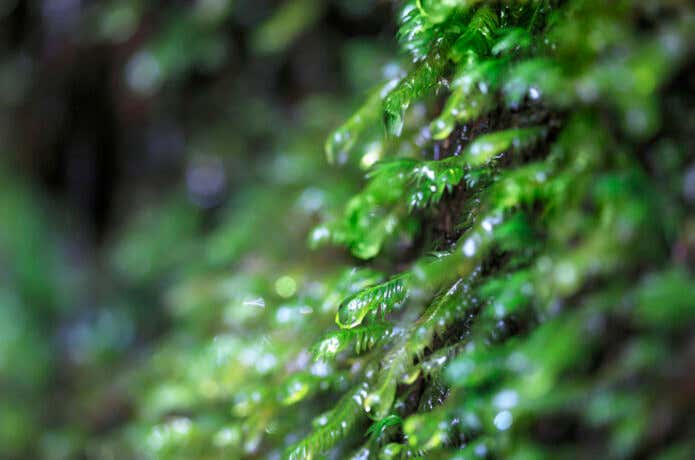 水滴が付着した苔など雨の日ならではのしっとりした風景も魅力的