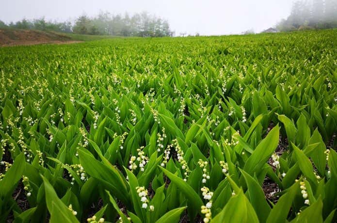 入笠湿原のスズラン