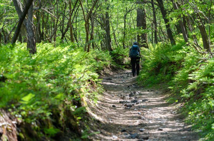 小浅間山森の中の登山道