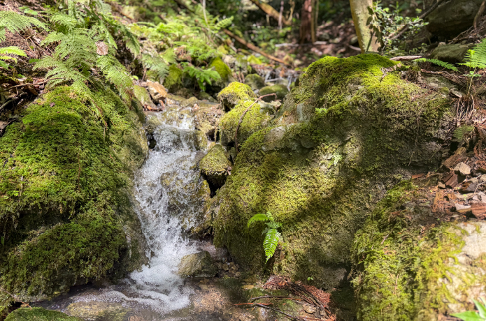苔むした小さな沢
