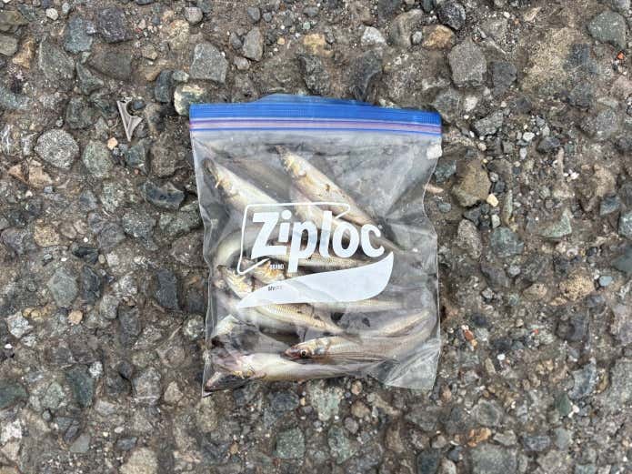 釣った魚をスマートに持ち帰り