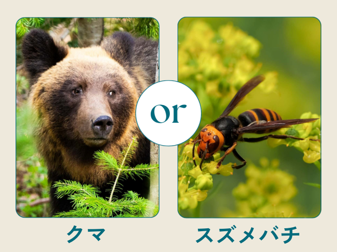 クマ スズメバチ