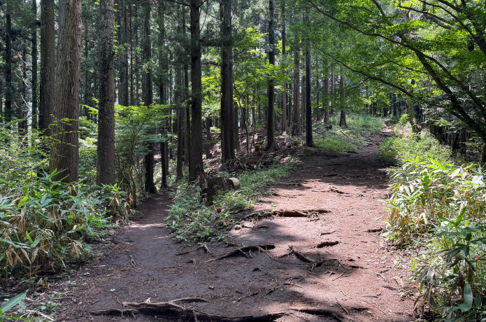 奥高尾縦走路への登山道