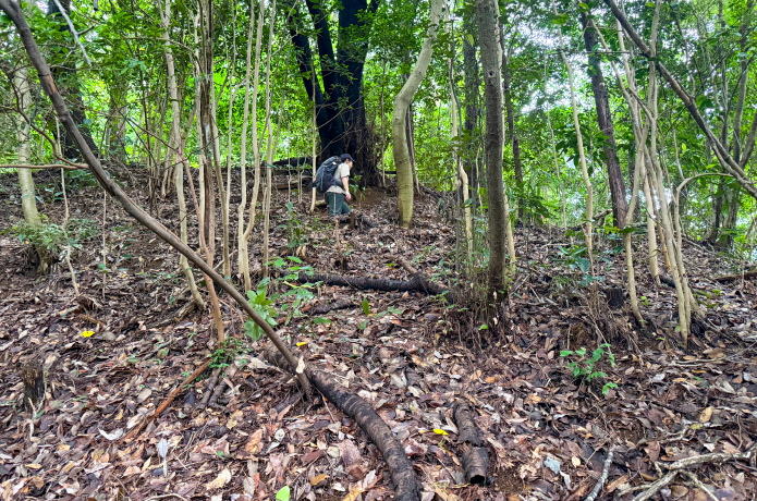 やや勾配のある登山道