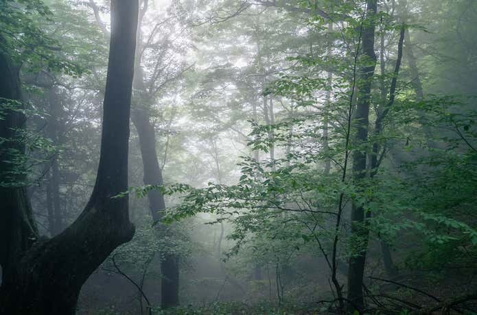 両髪山の森