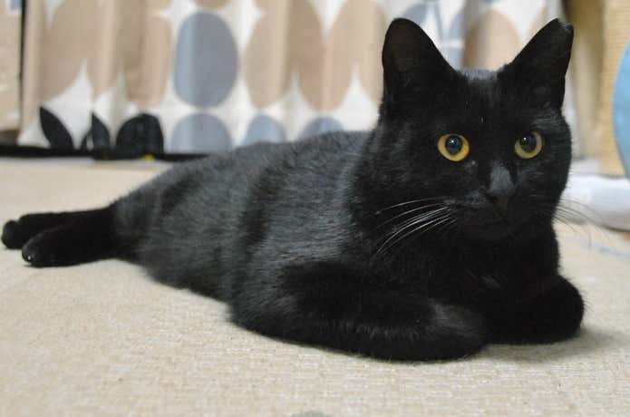 黒猫