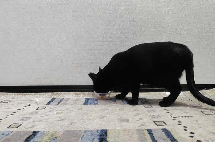 ちゅ〜るを食べるネコ